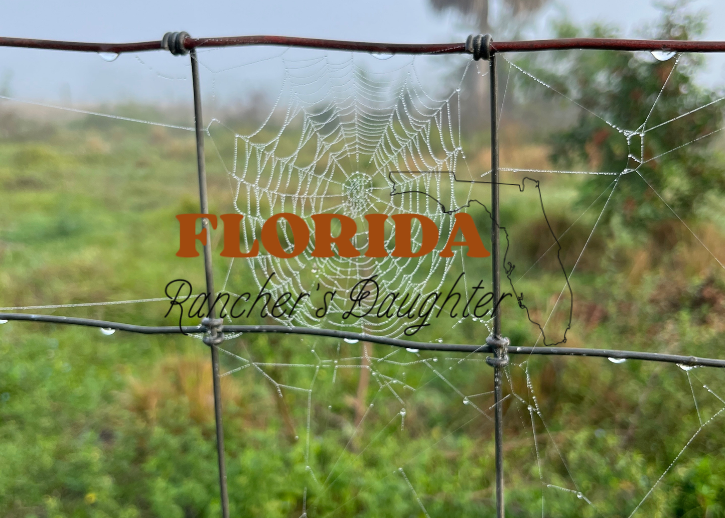 Dewy Spider - 5x7 photo print