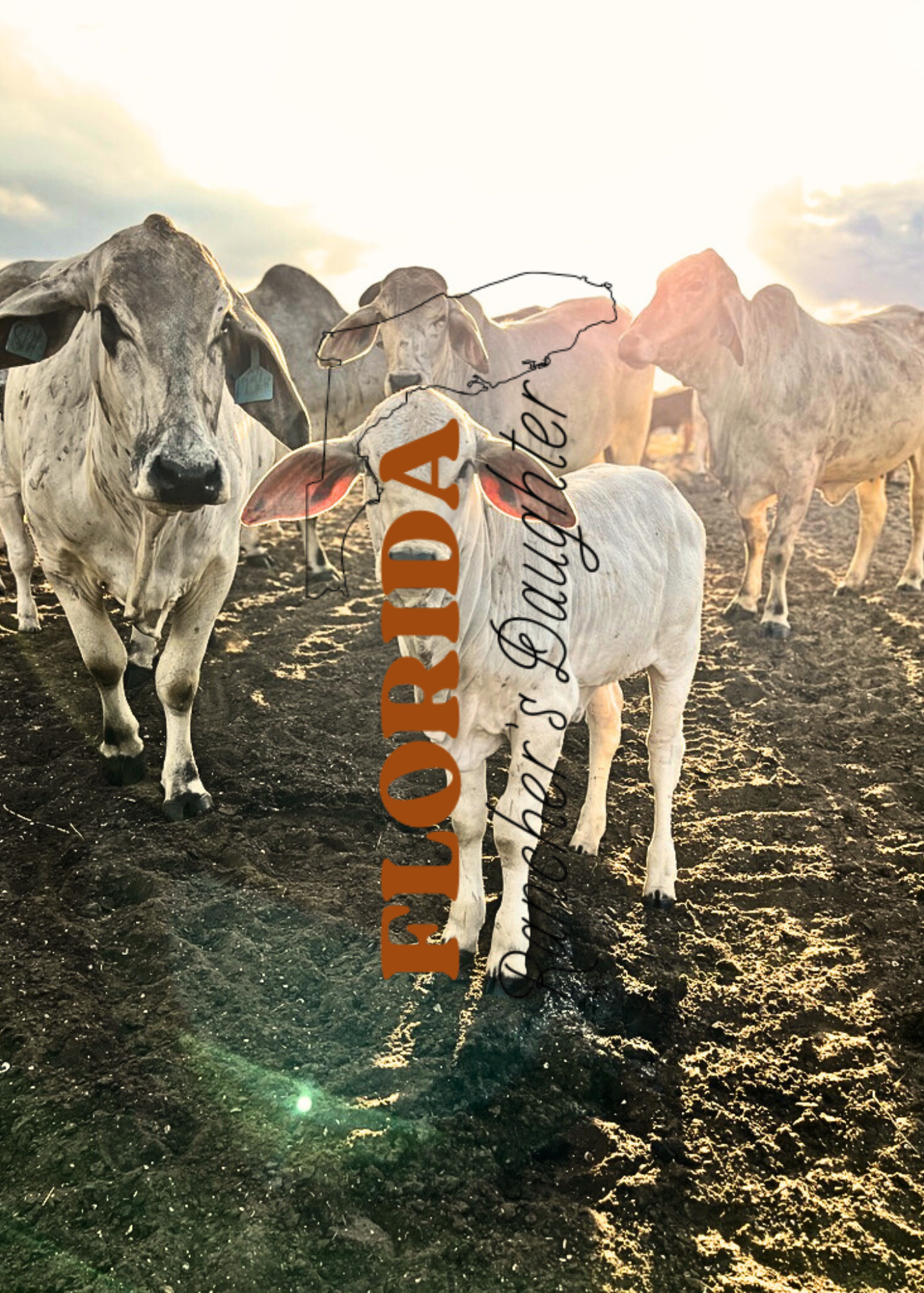 Brahman calf glowing from sun