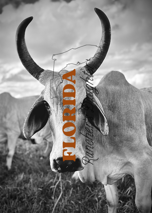 Brahman Cattle in black and white