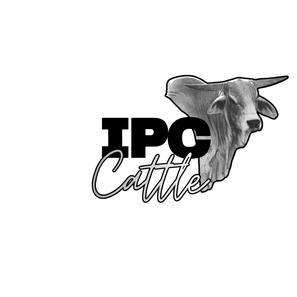 IPC Cattle - Black and White Bull sticker