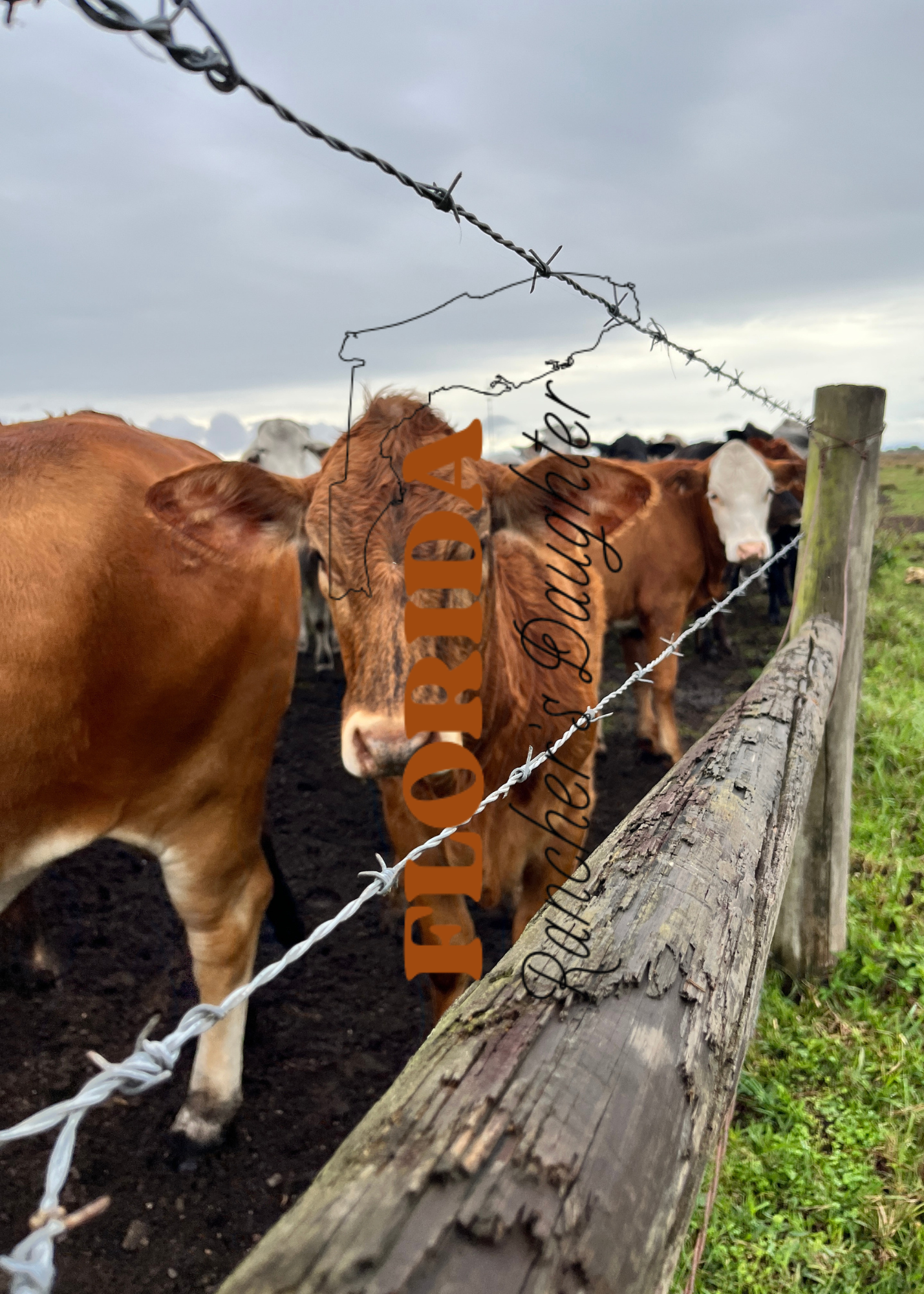 Red heifers behind a barb wire fence and posts